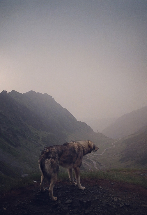 Brendan Hoffman Photographer Wolf in Romania