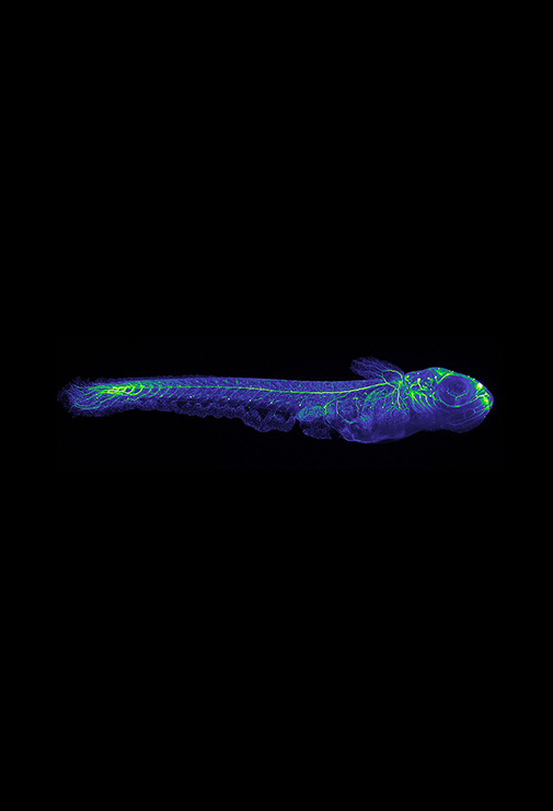 Medaka fish experiment on the ISS NASAPhilipp Keller, Stelzer Group, EMBL