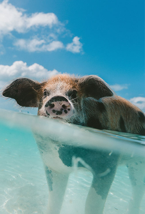 Pig swimming in water by Jakob Owens