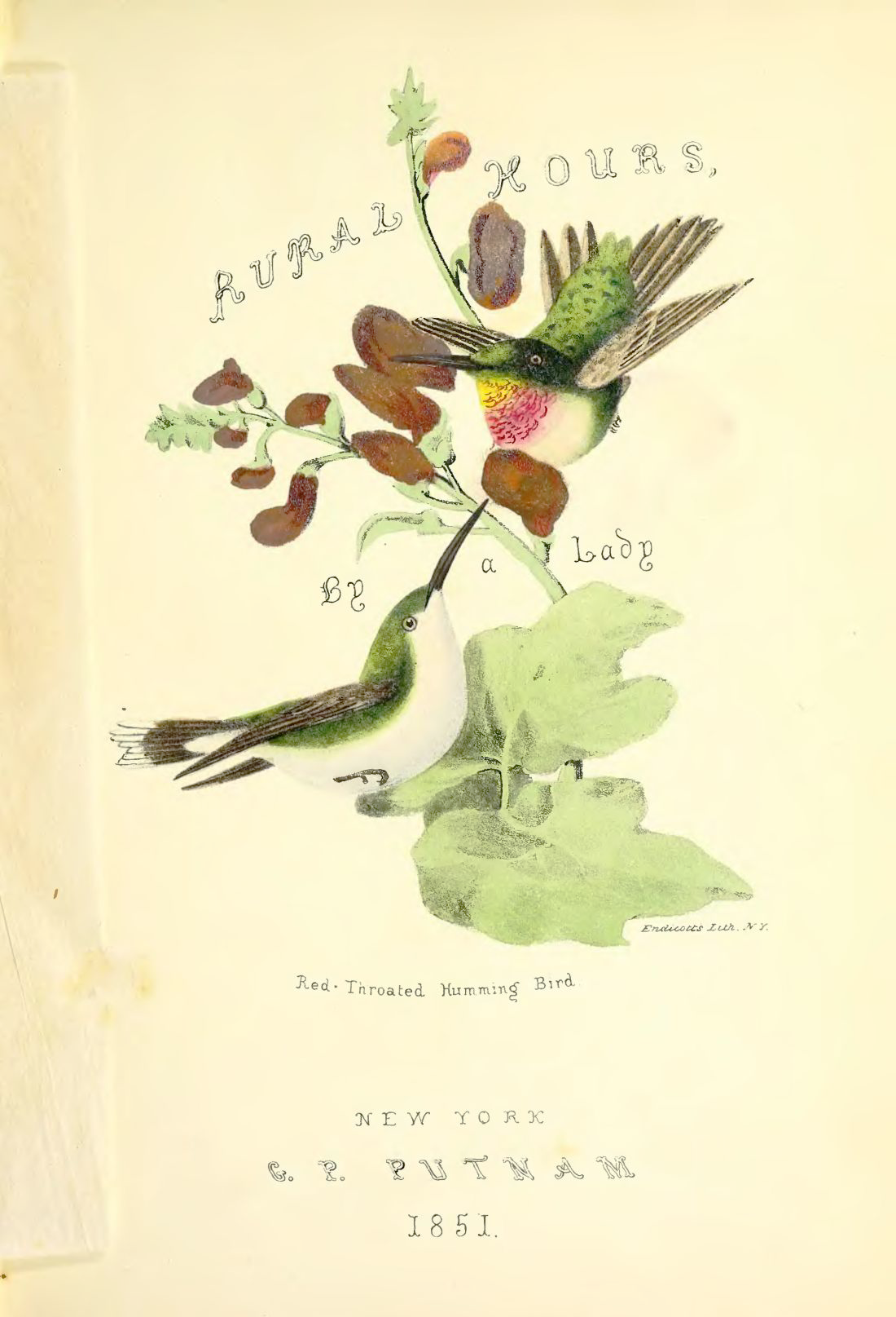 illustration of two hummingbirds in a tree with red flowers